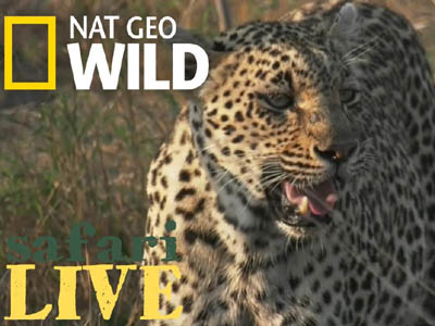 Nat Geo WILD - Live World 24