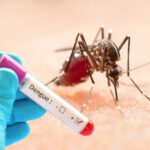 ডেঙ্গু মশা